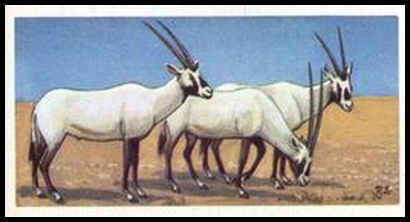 73BBWD 21 Arabian Oryx.jpg